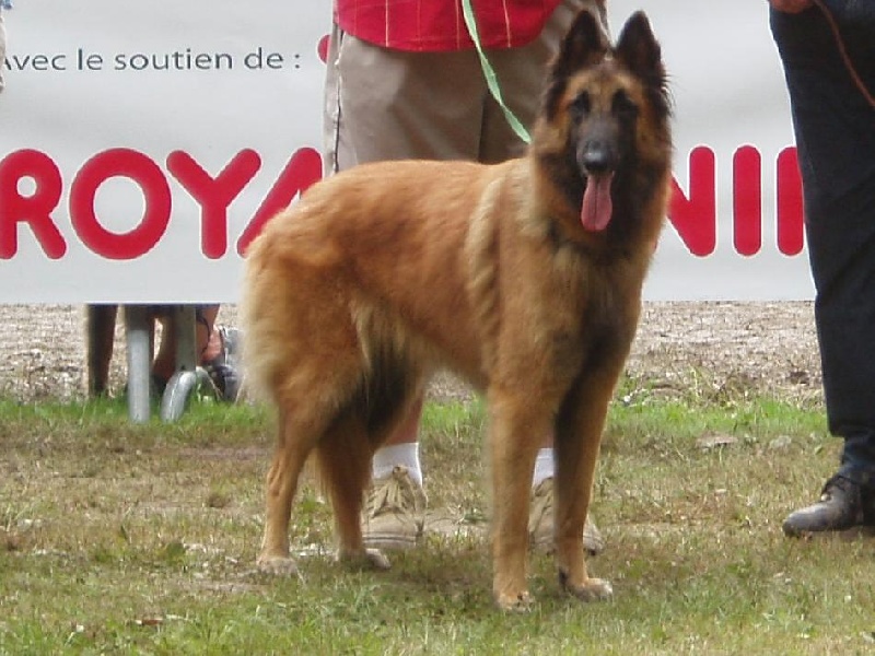 Anthéa du crépuscule des loups