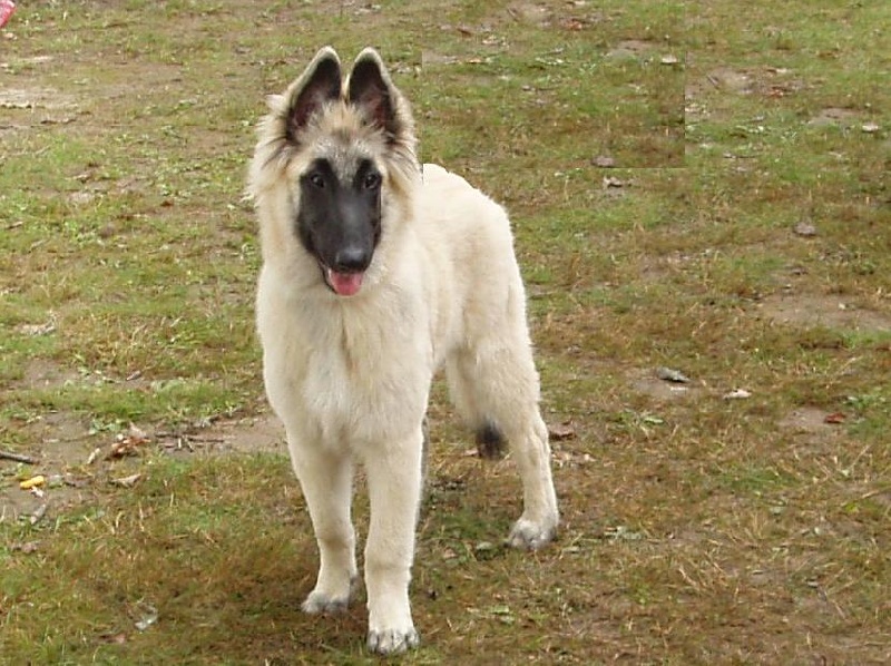 Curly du crépuscule des loups