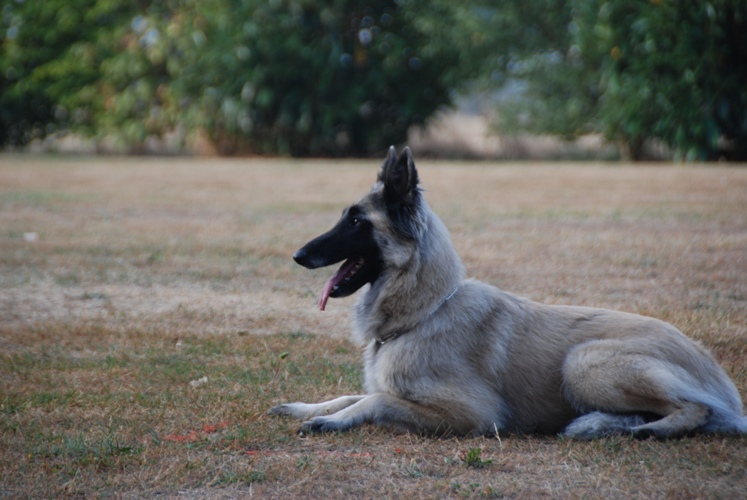 Curly du crépuscule des loups