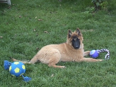 of Gold Glow - Berger Belge - Portée née le 11/05/2008